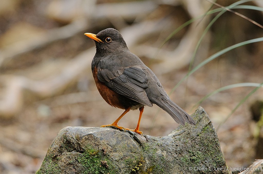 Sundaic Island-Thrush photo