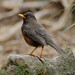 Island Thrush (Bornean) - Photo (c) Chien Lee, all rights reserved, uploaded by Chien Lee