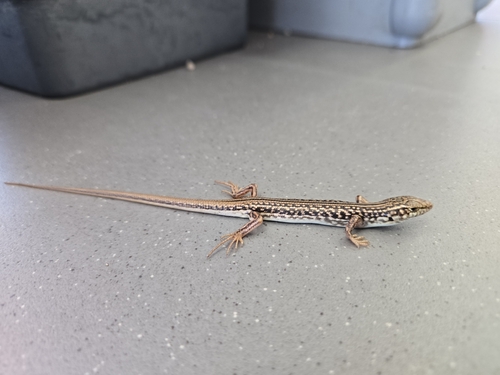 Nullarbor Ctenotus
