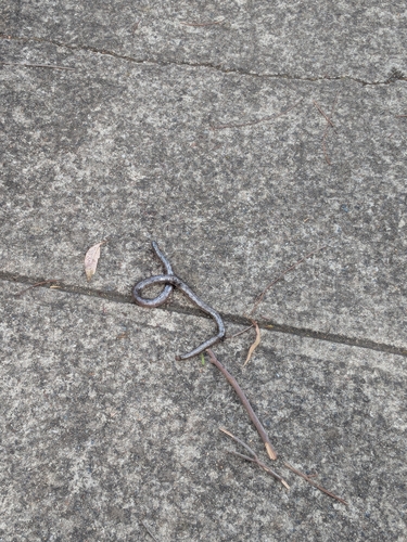 Blackish Blind Snake sighting