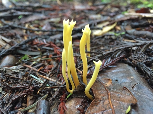 meadow coral fungus