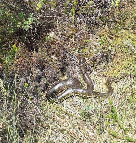 Diamond Python sighting