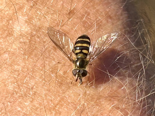 Unknown species found near Big South Fork Cumberland River, Oneida, TN, US