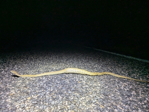 Coastal Carpet Python sighting