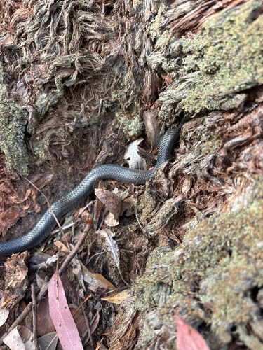 Eastern Small-eyed Snake sighting