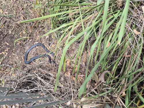 Red-bellied Black Snake sighting