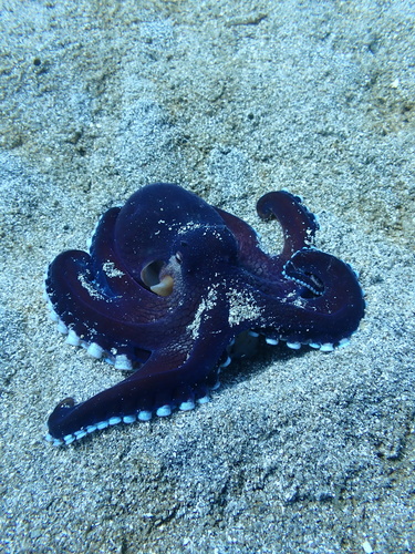 Amphioctopus marginatus