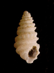 Image of Odostomia aepynota