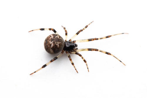 Cryptachaea riparia