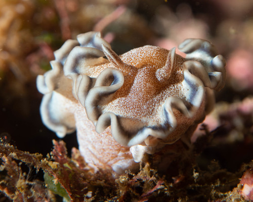 Brown-edge Glossodorid