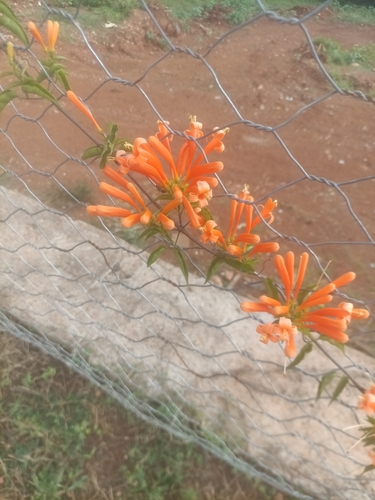 Flame vine