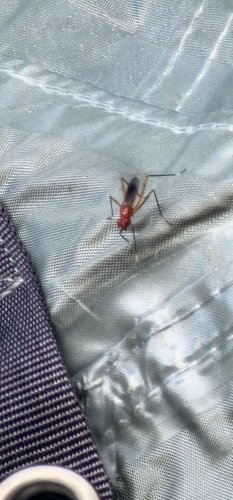 Unknown species found near Orange City, FL 32763, USA