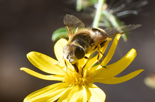 Unknown species found near Zion National Park, Utah, USA