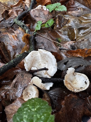 Наблюдение на iNaturalist