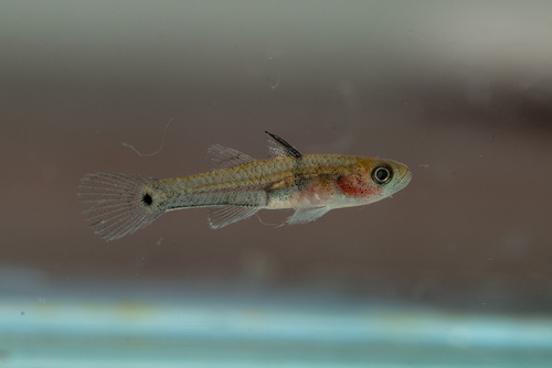 Stigmatogobius sella