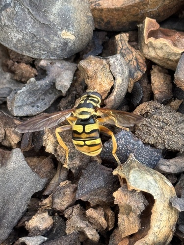 Unknown species found near Trail House Loop Rd, Pacific, MO, US