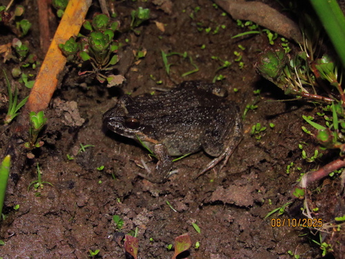 Pointedbelly Frog
