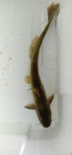 Tachysurus adiposalis