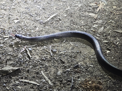 Eastern Small-eyed Snake sighting