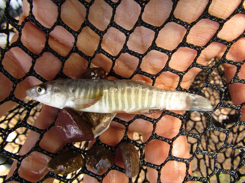 Southern Plains Killifish