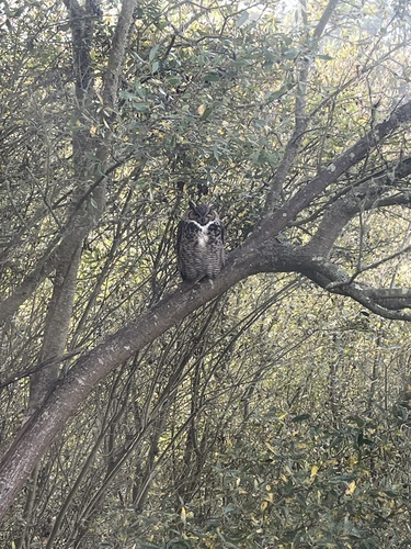View observation of {o.common_name} on iNaturalist
