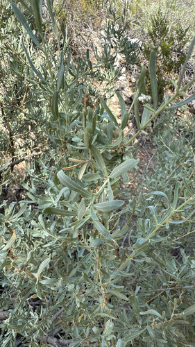 iNaturalist observation 2025-09-27