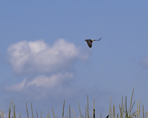 Eastern Red-rumped Swallow