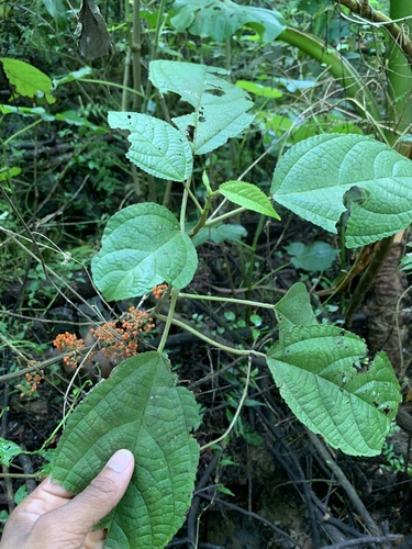 ortiga (Urera chlorocarpa)
