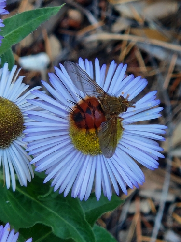Unknown species found near Sierra Vista Southeast, AZ, USA