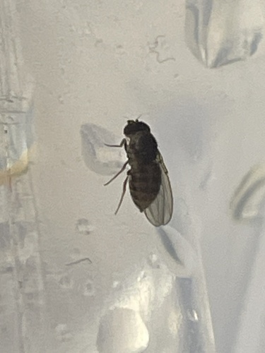 Unknown species found near Highland Ave, Antrim, NH, US