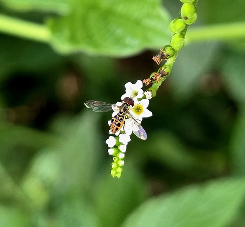 Unknown species found near University Drive & Riverside Drive, Coral Springs, FL 33071, USA