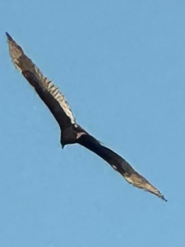 Turkey Vulture