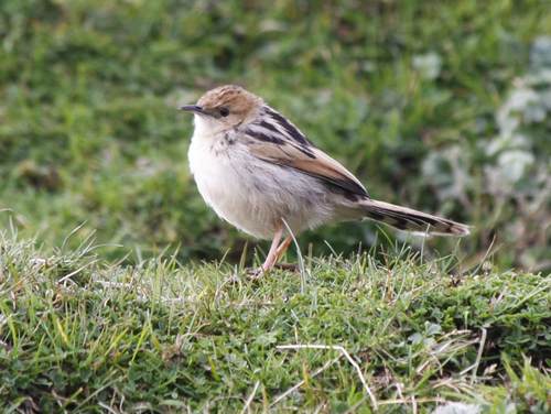 Ethiopian Cisticola