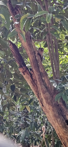 Black-tailed Marmoset