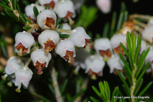 Tree heath