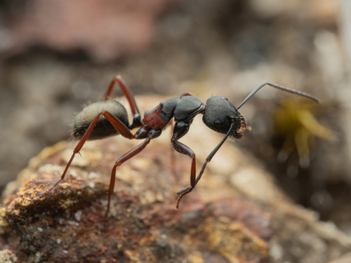 Camponotus chalceus