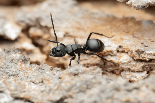Polyrhachis opsPolyrhachis ops