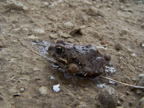 Kachowski's Sand Frog