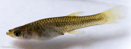 Gila Topminnow