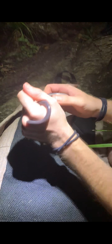 Typical Blind Snakes sighting