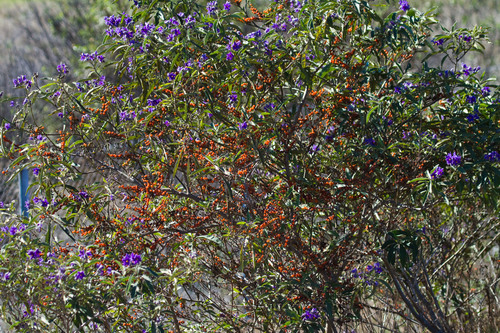 lanceleaf nightshade