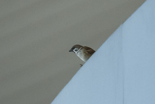 Eurasian Tree Sparrow