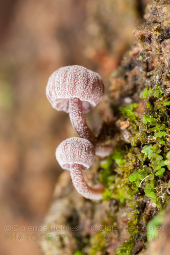 Mycena corticola