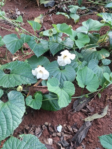 Momordica foetida