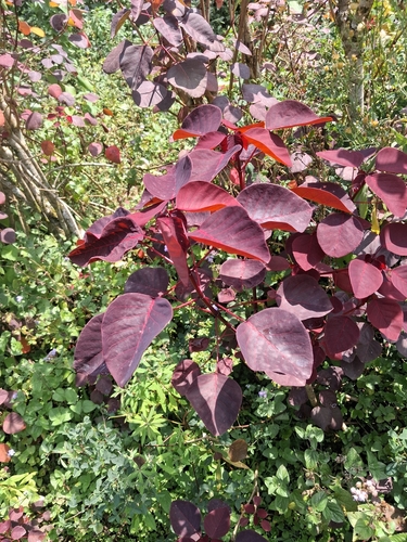 Mexican shrubby spurge