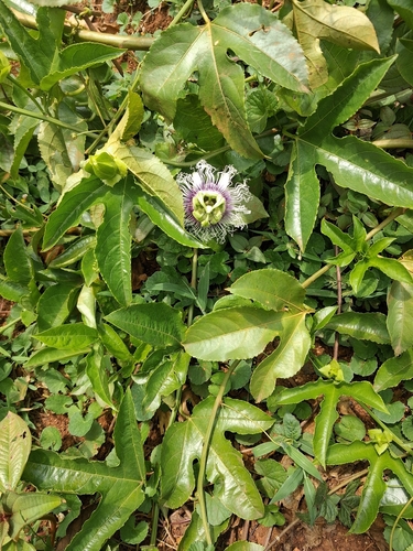 common passionfruit