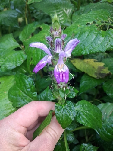 Brillantaisia madagascariensis