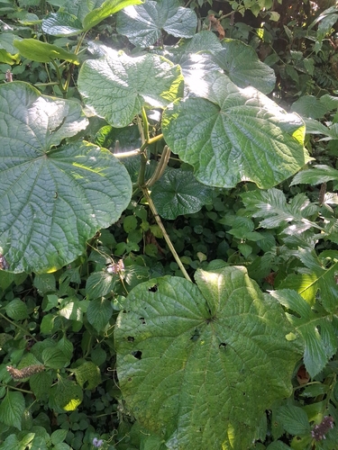 pariparoba