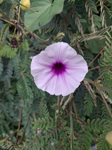 Mile-a-minute vine