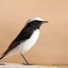 Mourning Wheatear - Photo (c) Habib Latif Boultif, all rights reserved, uploaded by Habib Latif Boultif
